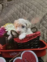 Goldie, a female Yorkshire Terrier for sale in Sullivan, OH – Photo 3 of 3