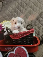 Goldie, a female Yorkshire Terrier for sale in Sullivan, OH – Photo 2 of 3