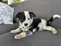 Pepper, a male Australian Shepherd and Labrador Retriever for sale in Manheim, PA – Photo 6 of 6