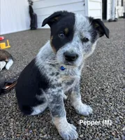 Pepper, a male Australian Shepherd and Labrador Retriever for sale in Manheim, PA – Photo 2 of 6