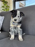 Pepper, a male Australian Shepherd and Labrador Retriever for sale in Manheim, PA – Photo 4 of 6