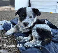 Pepper, a male Australian Shepherd and Labrador Retriever for sale in Manheim, PA – Photo 3 of 6