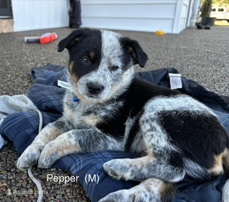 Pepper – Australian Shepherd, Labrador Retriever puppy for sale in Manheim, PA