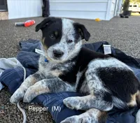 Pepper, a male Australian Shepherd and Labrador Retriever for sale in Manheim, PA – Photo 1 of 6