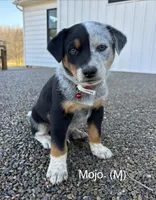 Mojo, a male Australian Shepherd and Labrador Retriever for sale in Manheim, PA – Photo 2 of 5