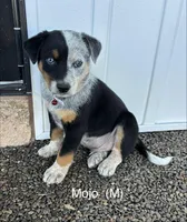 Mojo, a male Australian Shepherd and Labrador Retriever for sale in Manheim, PA – Photo 5 of 5