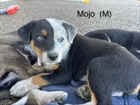 Mojo, a male Australian Shepherd and Labrador Retriever for sale in Manheim, PA – Photo 1 of 5