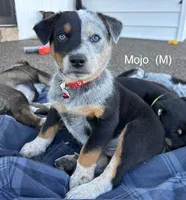 Mojo, a male Australian Shepherd and Labrador Retriever for sale in Manheim, PA – Photo 3 of 5