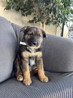 Tally, a female Australian Shepherd and Labrador Retriever for sale in Manheim, PA – Photo 8 of 9
