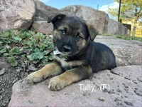 Tally, a female Australian Shepherd and Labrador Retriever for sale in Manheim, PA – Photo 2 of 9