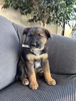 Tally, a female Australian Shepherd and Labrador Retriever for sale in Manheim, PA – Photo 7 of 9