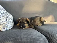 Tally, a female Australian Shepherd and Labrador Retriever for sale in Manheim, PA – Photo 6 of 9