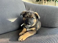 Tally, a female Australian Shepherd and Labrador Retriever for sale in Manheim, PA – Photo 9 of 9