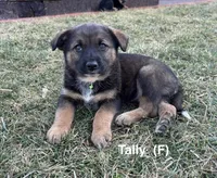 Tally, a female Australian Shepherd and Labrador Retriever for sale in Manheim, PA – Photo 4 of 9