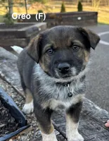 Oreo, a female Australian Shepherd and Labrador Retriever for sale in Manheim, PA – Photo 1 of 4