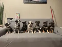 Oreo, a female Australian Shepherd and Labrador Retriever for sale in Manheim, PA – Photo 7 of 8