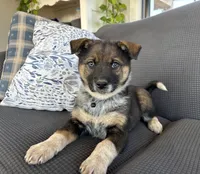 Oreo, a female Australian Shepherd and Labrador Retriever for sale in Manheim, PA – Photo 6 of 8