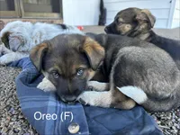 Oreo, a female Australian Shepherd and Labrador Retriever for sale in Manheim, PA – Photo 4 of 4