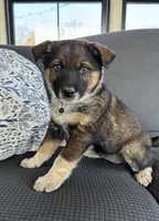 Oreo, a female Australian Shepherd and Labrador Retriever for sale in Manheim, PA – Photo 5 of 8