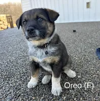 Oreo, a female Australian Shepherd and Labrador Retriever for sale in Manheim, PA – Photo 3 of 4