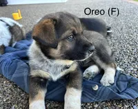 Oreo, a female Australian Shepherd and Labrador Retriever for sale in Manheim, PA – Photo 2 of 4