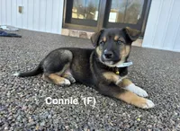 Connie, a female Australian Shepherd and Labrador Retriever for sale in Manheim, PA – Photo 1 of 4