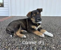 Connie, a female Australian Shepherd and Labrador Retriever for sale in Manheim, PA – Photo 2 of 4