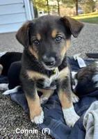 Connie, a female Australian Shepherd and Labrador Retriever for sale in Manheim, PA – Photo 3 of 4