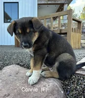 Connie, a female Australian Shepherd and Labrador Retriever for sale in Manheim, PA – Photo 4 of 4
