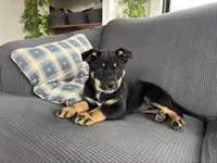 Dash, a female Australian Shepherd and Labrador Retriever for sale in Manheim, PA – Photo 7 of 8