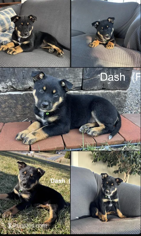 Dash – Australian Shepherd, Labrador Retriever puppy for sale in Manheim, PA