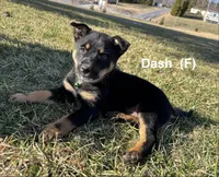 Dash, a female Australian Shepherd and Labrador Retriever for sale in Manheim, PA – Photo 3 of 8