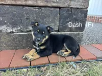 Dash, a female Australian Shepherd and Labrador Retriever for sale in Manheim, PA – Photo 2 of 8