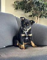 Dash, a female Australian Shepherd and Labrador Retriever for sale in Manheim, PA – Photo 8 of 8