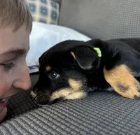 Dash, a female Australian Shepherd and Labrador Retriever for sale in Manheim, PA – Photo 4 of 8