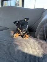 Dash, a female Australian Shepherd and Labrador Retriever for sale in Manheim, PA – Photo 5 of 8