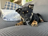 Dash, a female Australian Shepherd and Labrador Retriever for sale in Manheim, PA – Photo 6 of 8