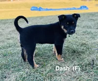 Dash, a female Australian Shepherd and Labrador Retriever for sale in Manheim, PA – Photo 3 of 4