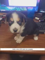 Jules, a male Australian Shepherd and Border Collie for sale in Cedar Creek, TX – Photo 1 of 2