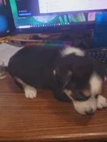 Jules, a male Australian Shepherd and Border Collie for sale in Cedar Creek, TX – Photo 2 of 2