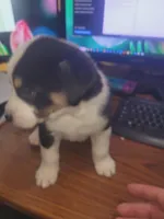 Benji, a male Australian Shepherd for sale in Cedar Creek, TX – Photo 2 of 2