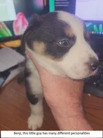 Benji, a male Australian Shepherd for sale in Cedar Creek, TX – Photo 1 of 2