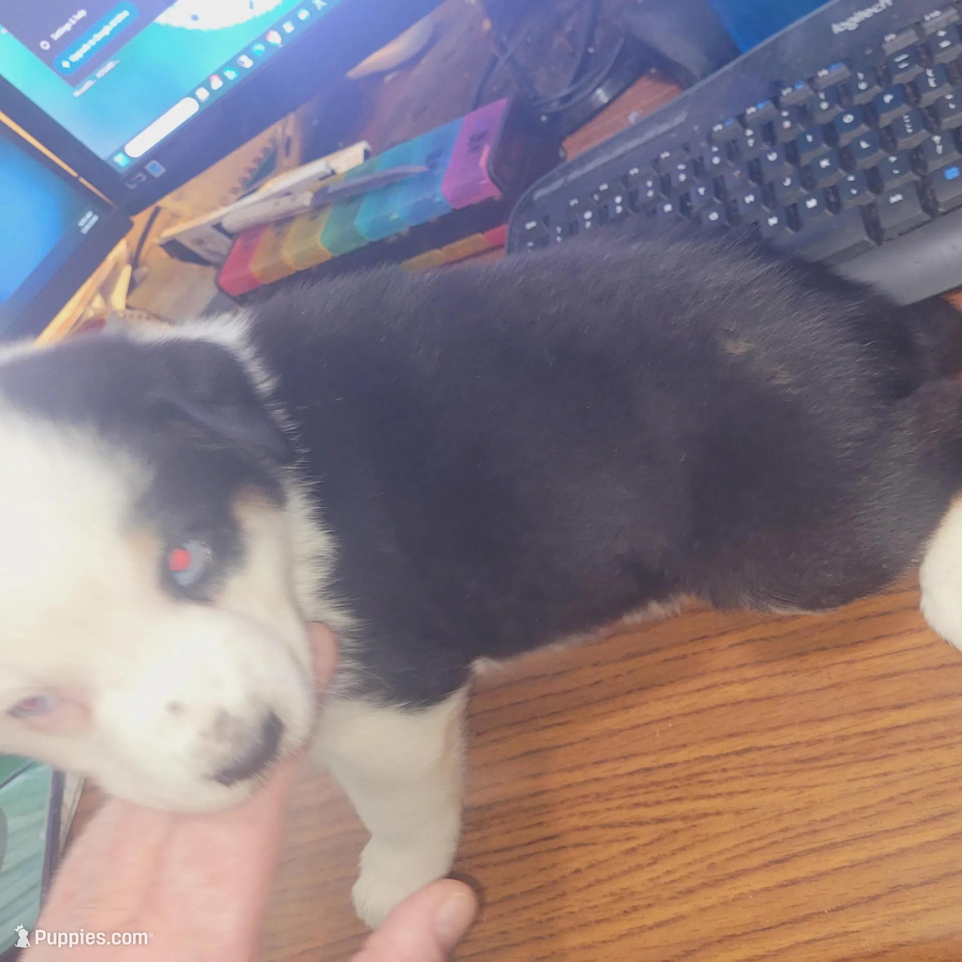 Cuddles, a male Australian Shepherd for sale in Cedar Creek, TX – Photo 2 of 2