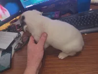 Sparkles, a male Australian Shepherd and Border Collie for sale in Cedar Creek, TX – Photo 2 of 2