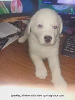 Sparkles, a male Australian Shepherd and Border Collie for sale in Cedar Creek, TX – Photo 1 of 2