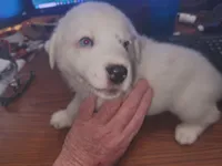 Snowball, a male Australian Shepherd and Border Collie for sale in Cedar Creek, TX – Photo 2 of 2