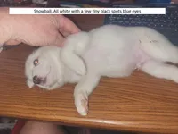 Snowball, a male Australian Shepherd and Border Collie for sale in Cedar Creek, TX – Photo 1 of 2