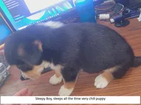 Sleepy Boy, a male Australian Shepherd and Border Collie for sale in Cedar Creek, TX – Photo 1 of 2