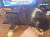 Sleepy Boy, a male Australian Shepherd and Border Collie for sale in Cedar Creek, TX – Photo 2 of 2