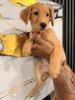 Mel, a female Golden Retriever for sale in Kissimmee, FL – 4 of 6